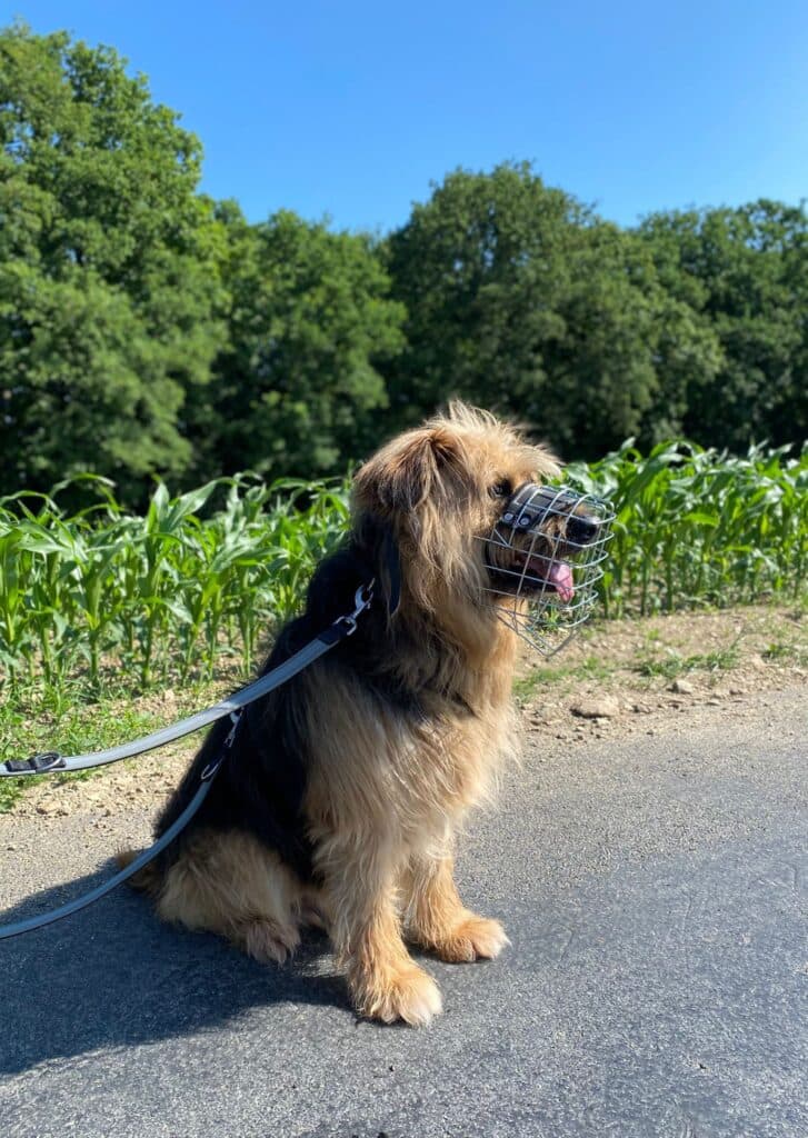 Herr Hund - Briard - Bild 2