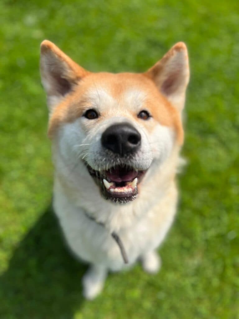 Chicco - Akita - Bild 2