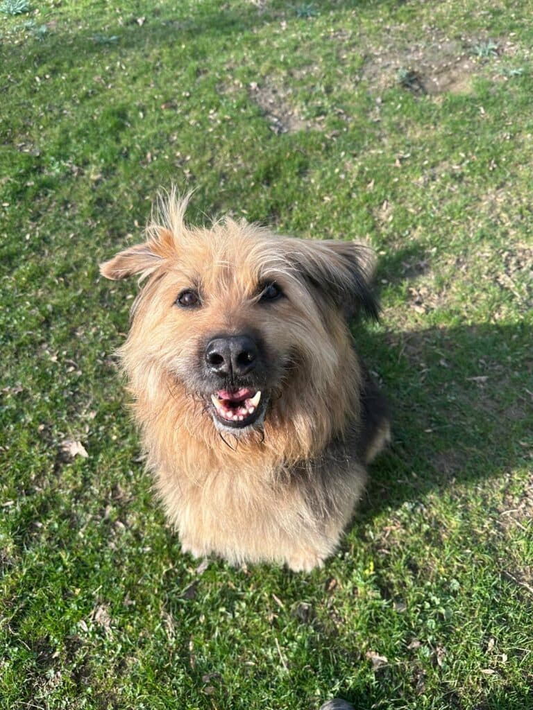 Herr Hund - Briard - Bild 3