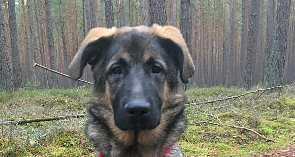 Buddy - - Bild 1