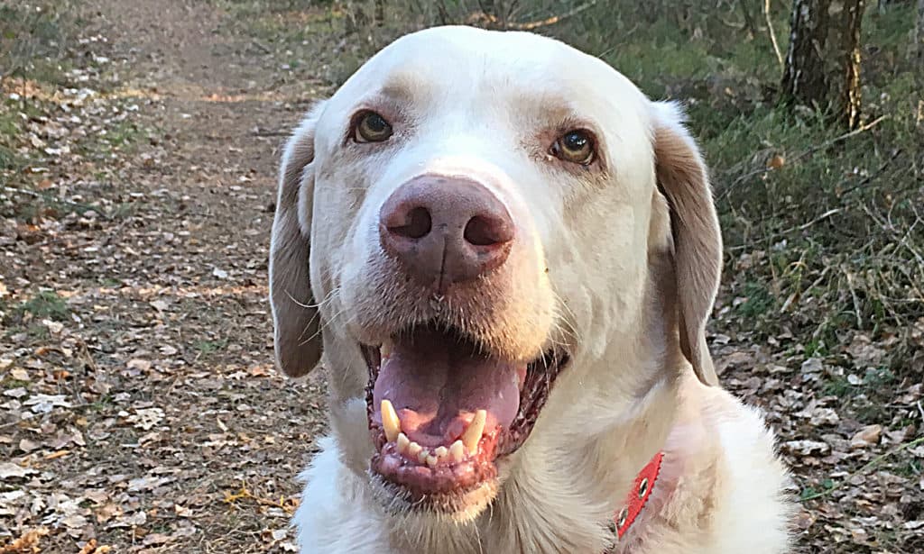 Hogan - Labrador Retriever - Bild 1