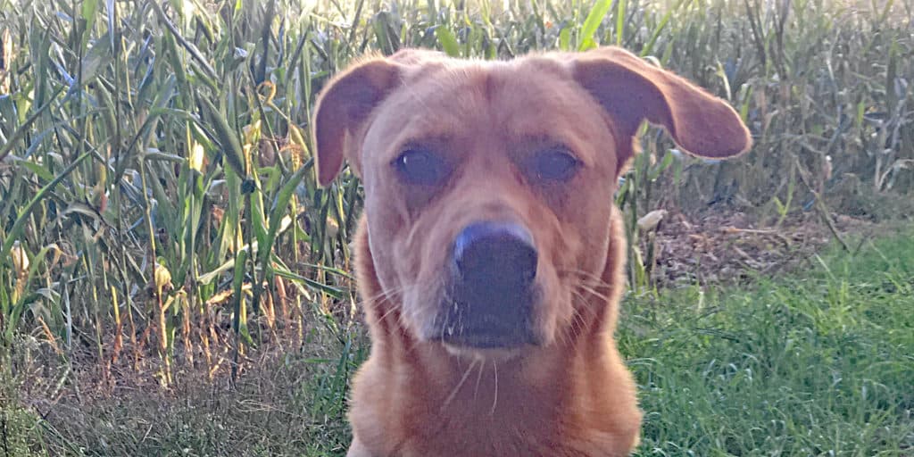 Labrador Retriever-Mix Sam