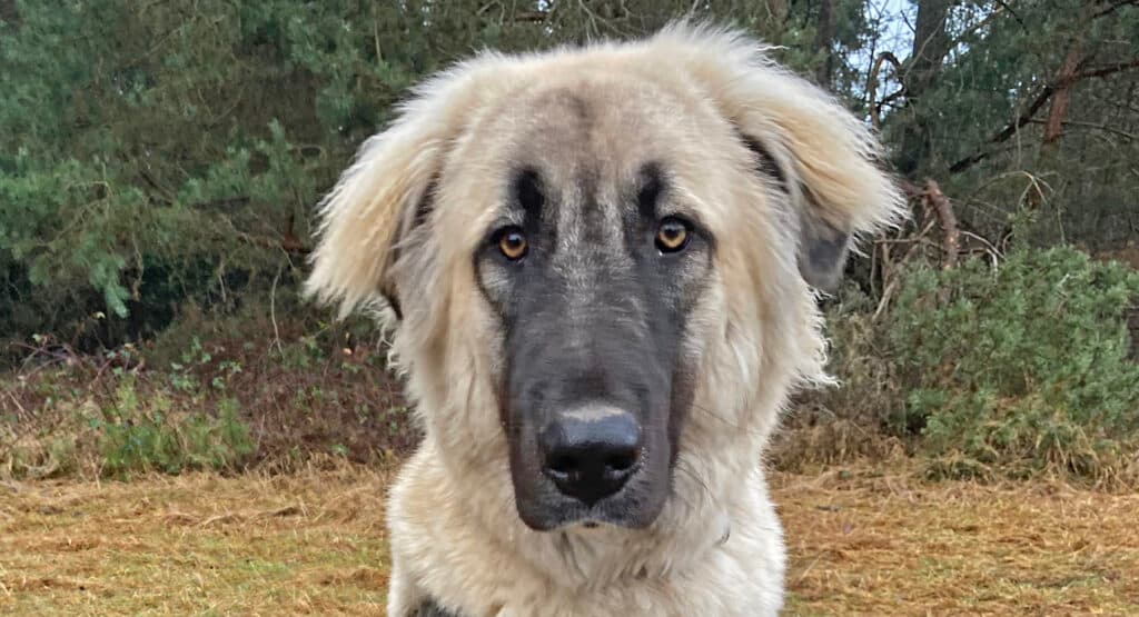 Kiraz - Kangal-Hirtenhund - Bild 1
