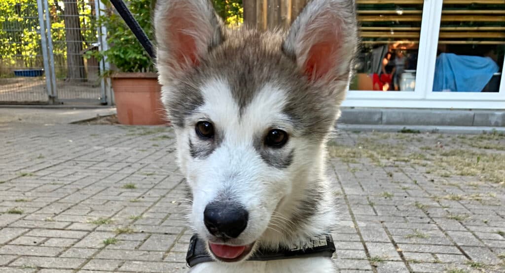 Wapaj - Siberian Husky - Bild 5