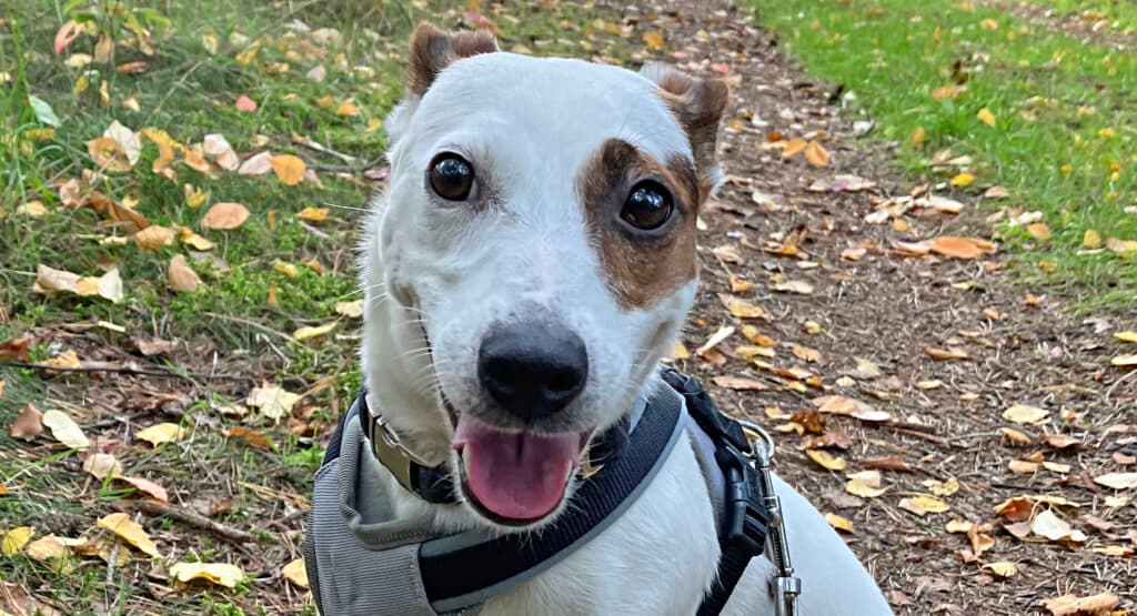 Emy - Jack Russell Terrier - Bild 8