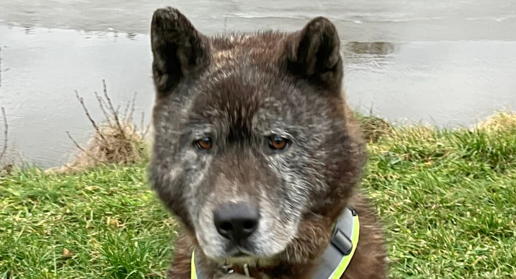 Akita Sam