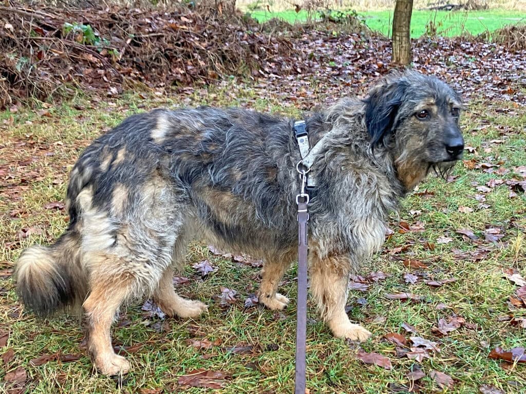 Dascha - Briard - Bild 3