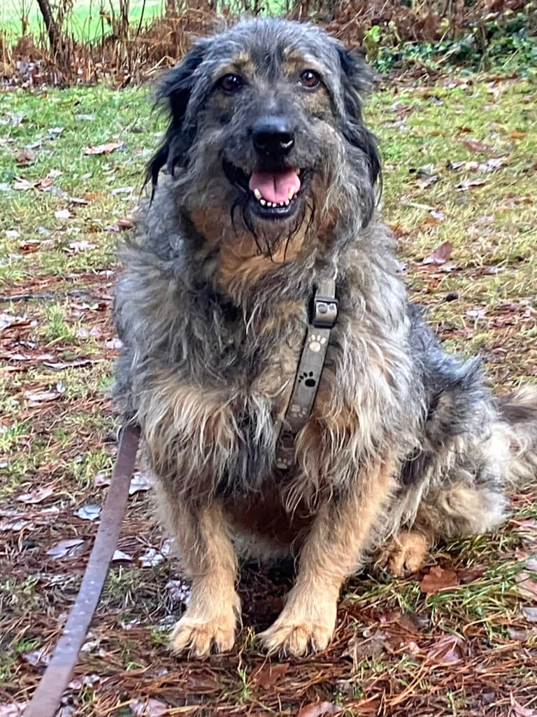 Dascha - Briard - Bild 6