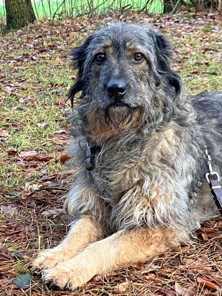 Dascha - Briard - Bild 7