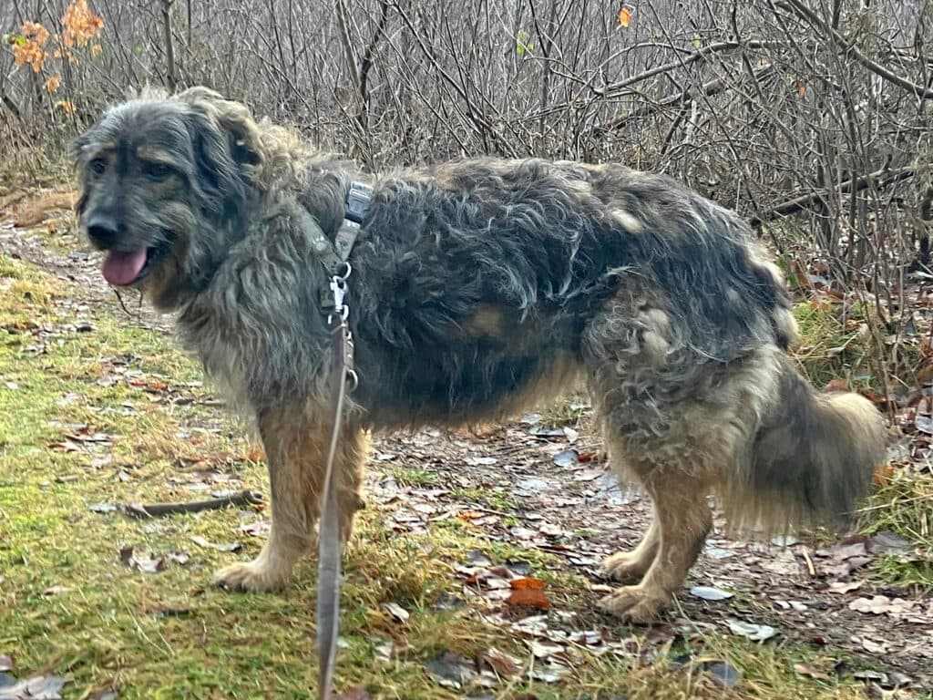 Dascha - Briard - Bild 4