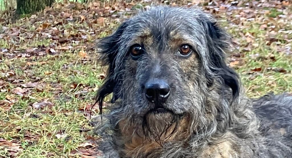 Briard Dascha