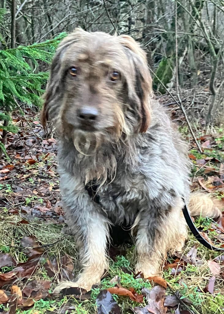 Mascha - Briard - Bild 5