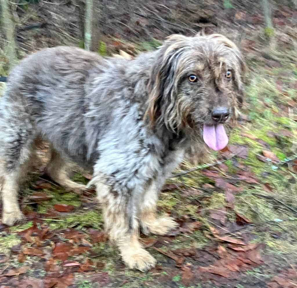 Mascha - Briard - Bild 8