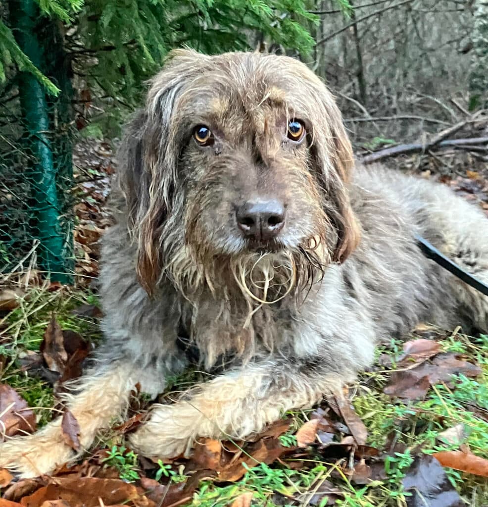 Mascha - Briard - Bild 9