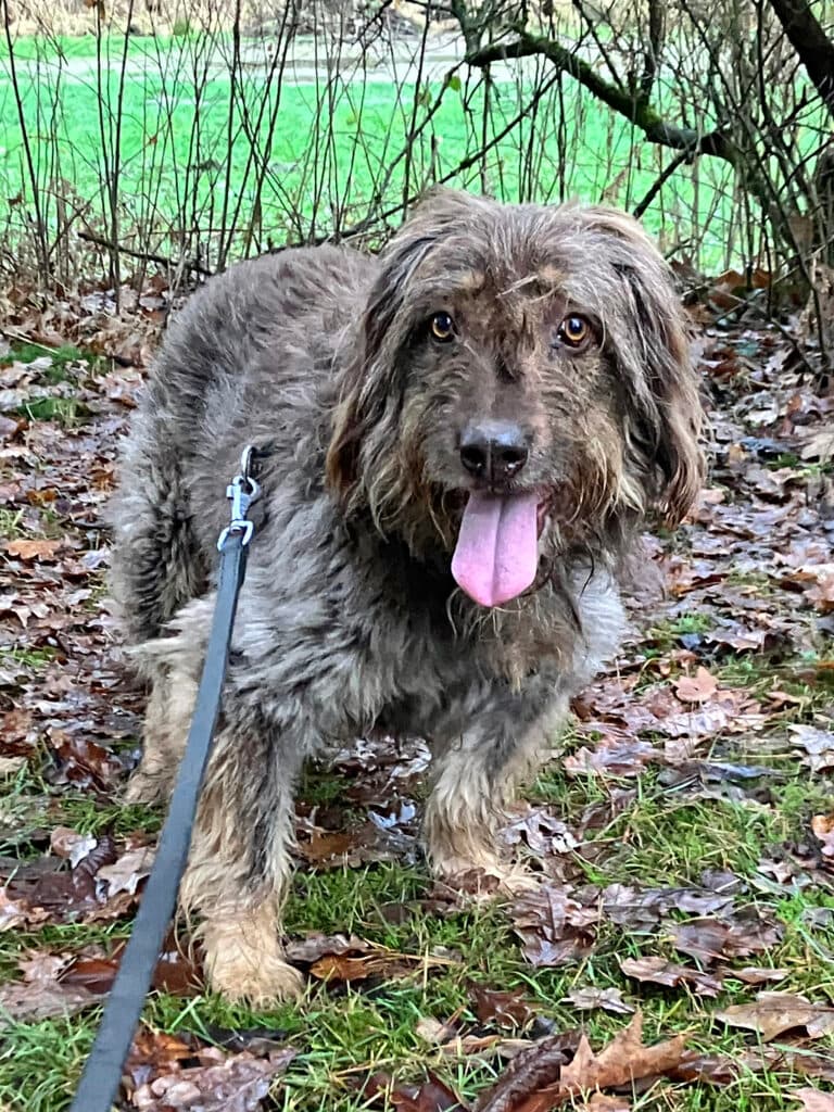 Mascha - Briard - Bild 6