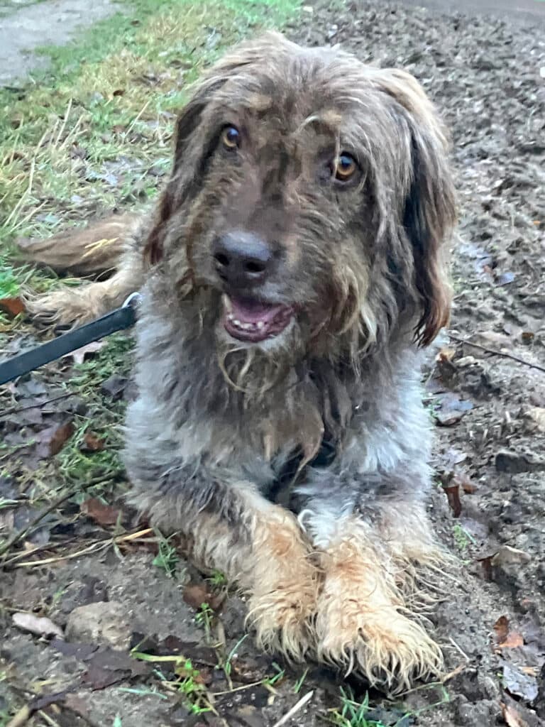 Mascha - Briard - Bild 7