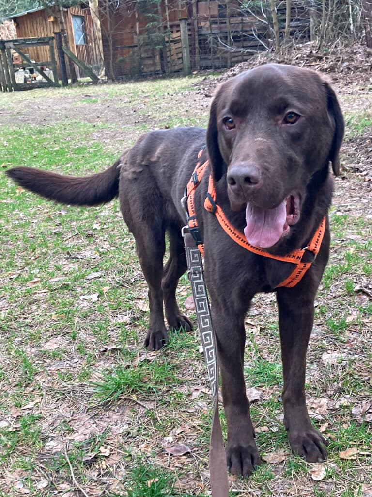 Bruno - Labrador Retriever - Bild 2