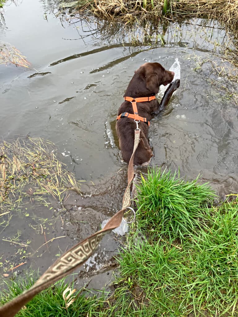 Bruno - Labrador Retriever - Bild 12