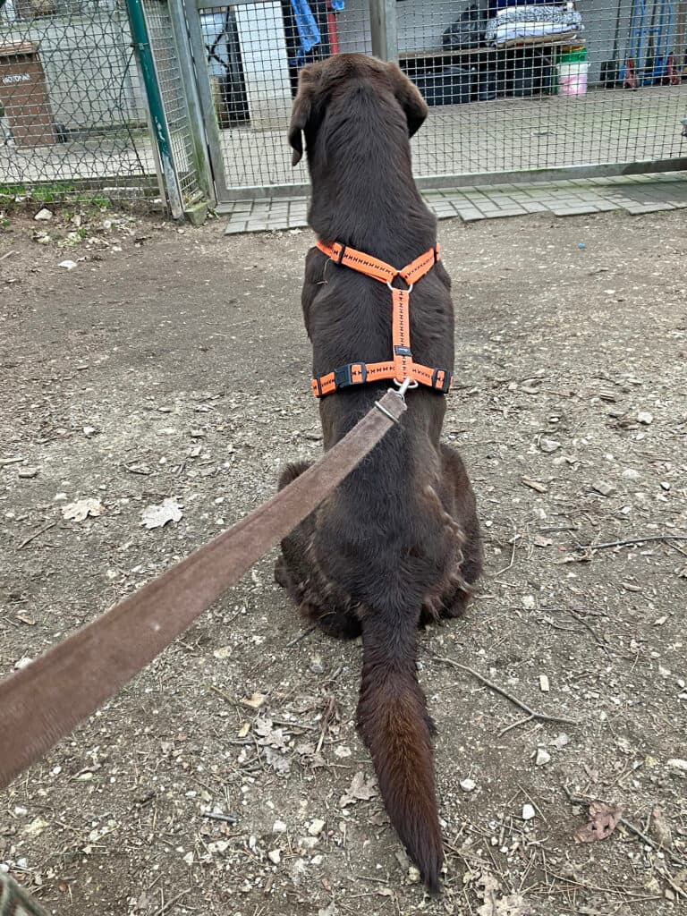 Bruno - Labrador Retriever - Bild 9