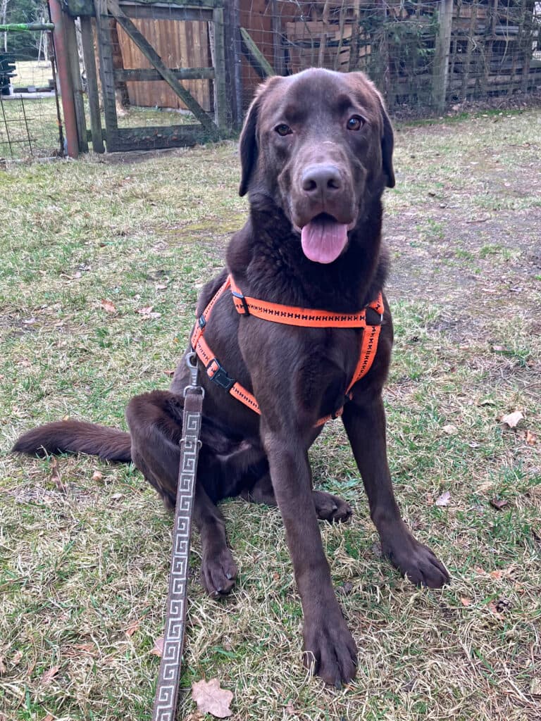 Bruno - Labrador Retriever - Bild 7