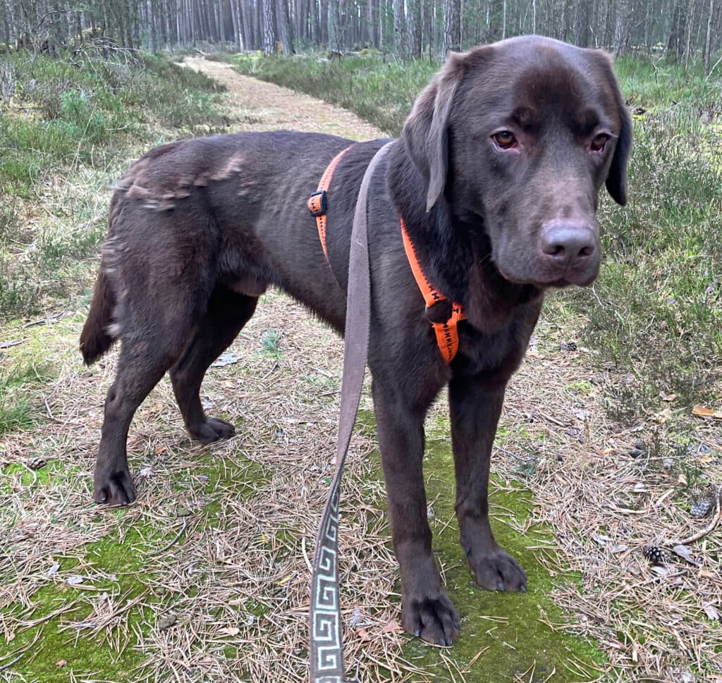 Bruno - Labrador Retriever - Bild 10