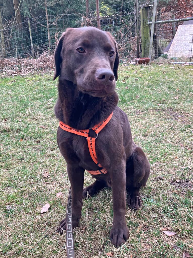 Bruno - Labrador Retriever - Bild 8