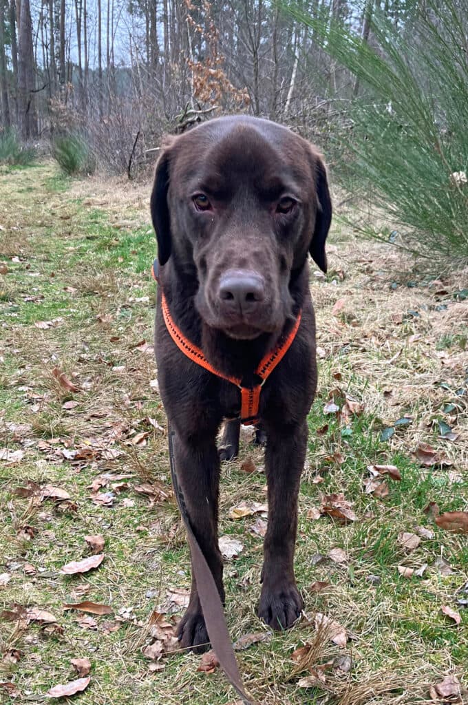 Bruno - Labrador Retriever - Bild 4