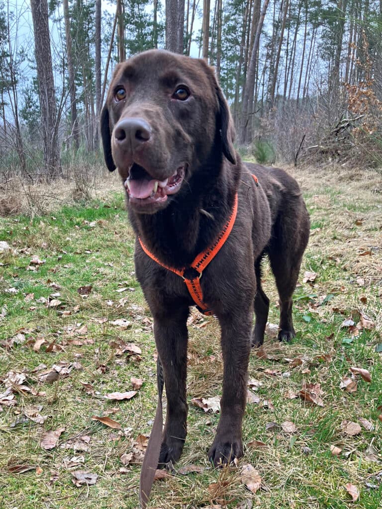 Bruno - Labrador Retriever - Bild 5