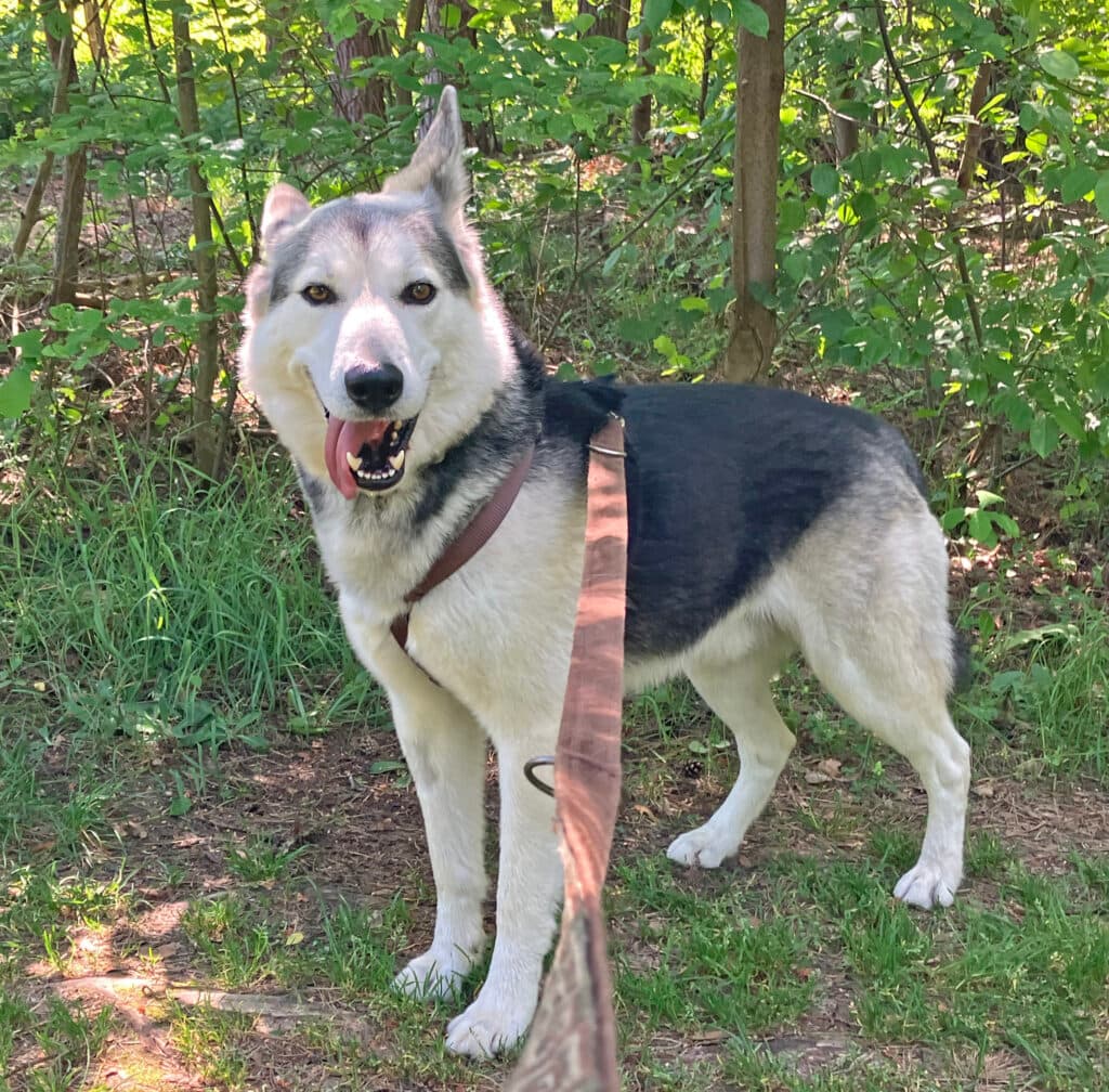 Askam - Siberian Husky - Bild 9