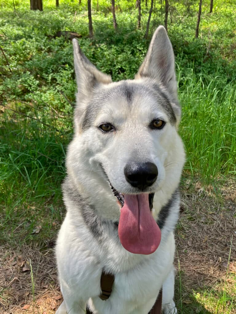 Askam - Siberian Husky - Bild 6