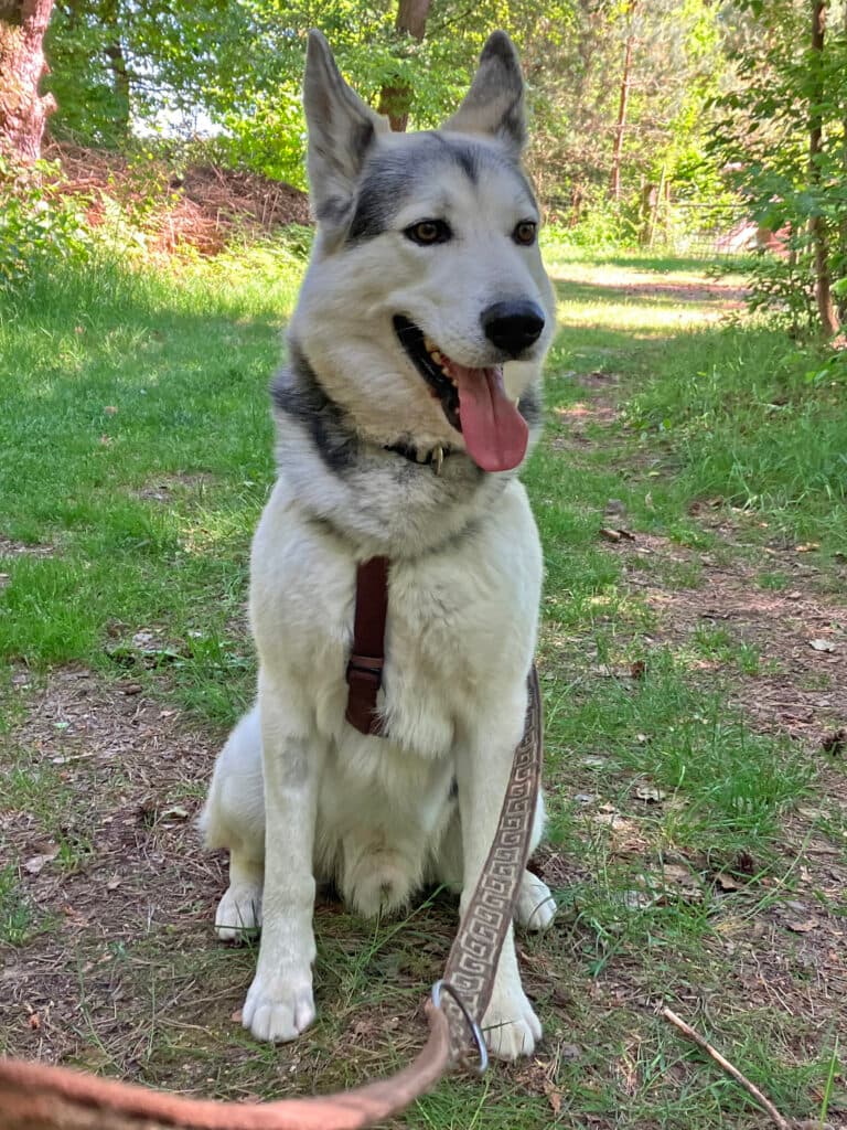 Askam - Siberian Husky - Bild 10