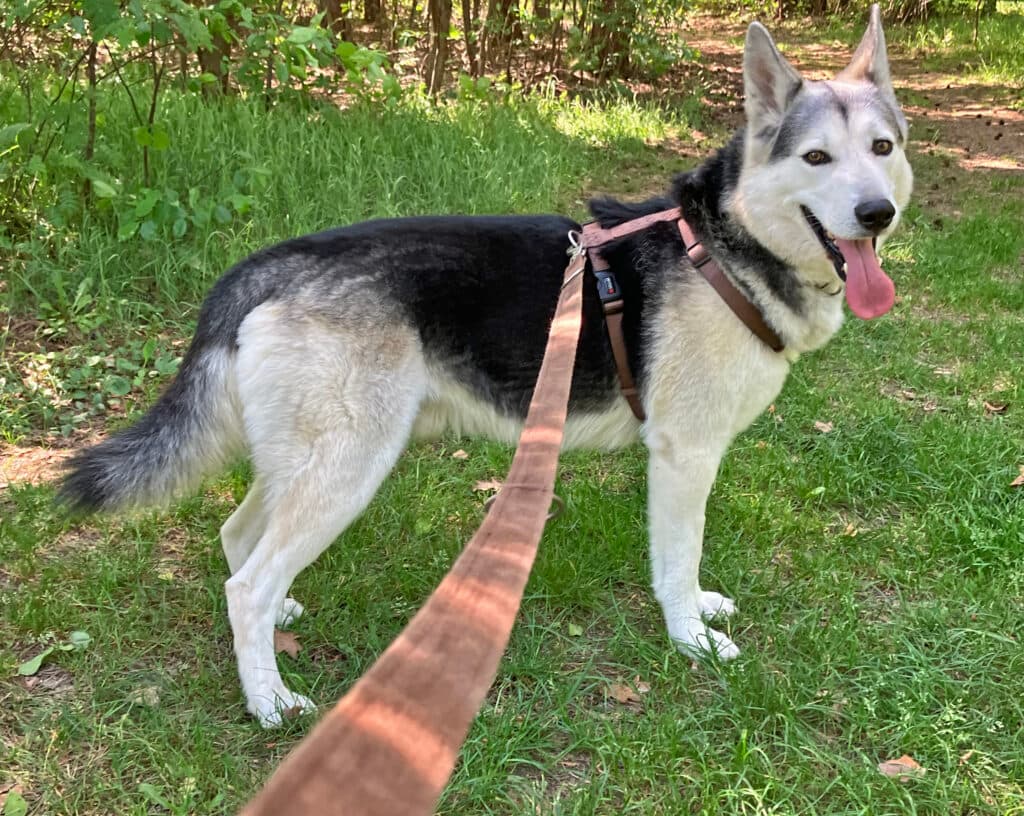 Askam - Siberian Husky - Bild 3