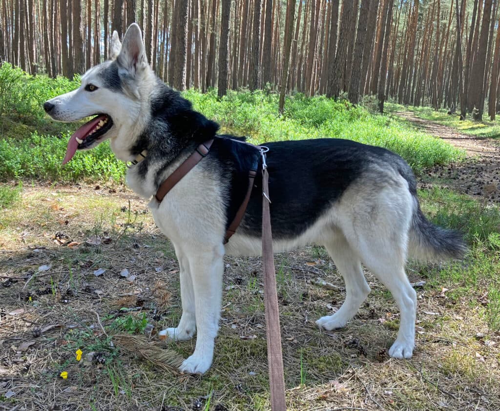 Askam - Siberian Husky - Bild 4