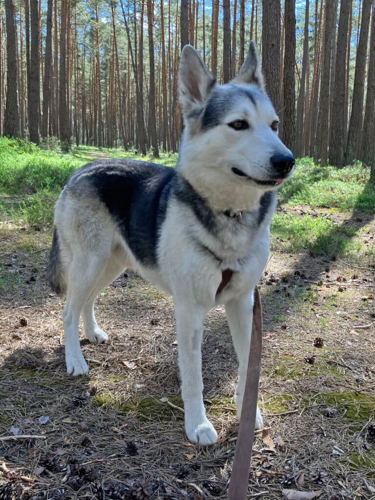 Askam - Siberian Husky - Bild 5