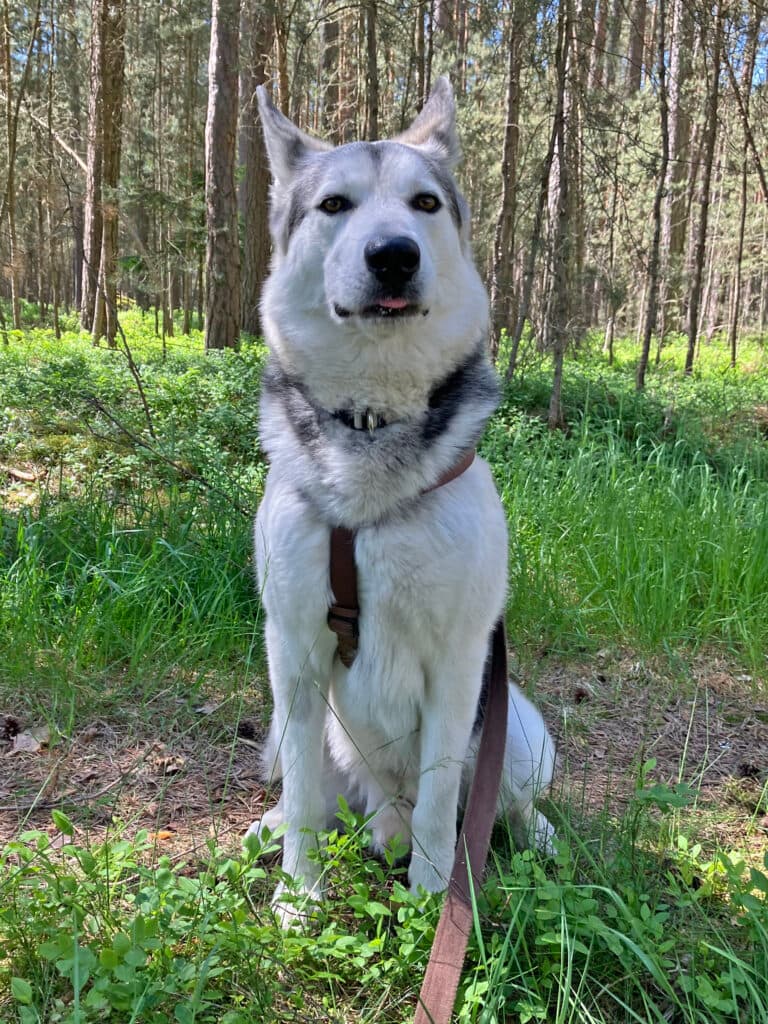 Askam - Siberian Husky - Bild 8