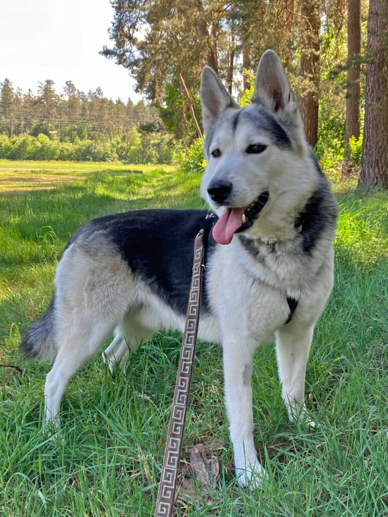 Askam - Siberian Husky - Bild 7