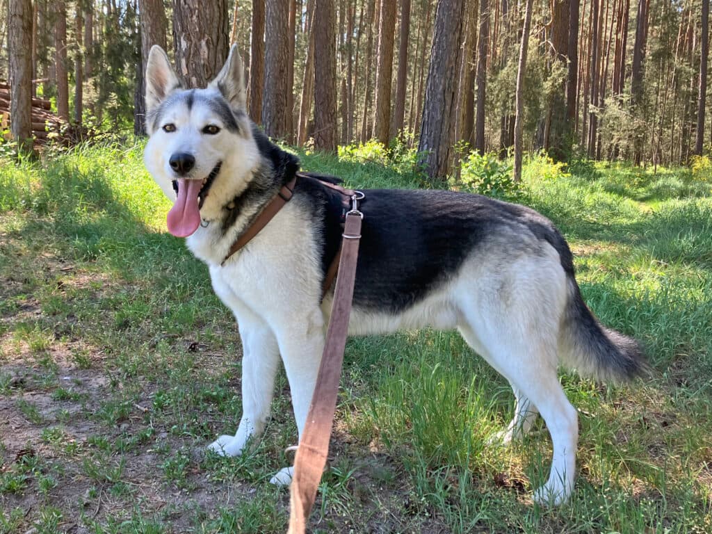 Askam - Siberian Husky - Bild 2