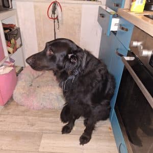 Labrador Retriever-Mix Bruno