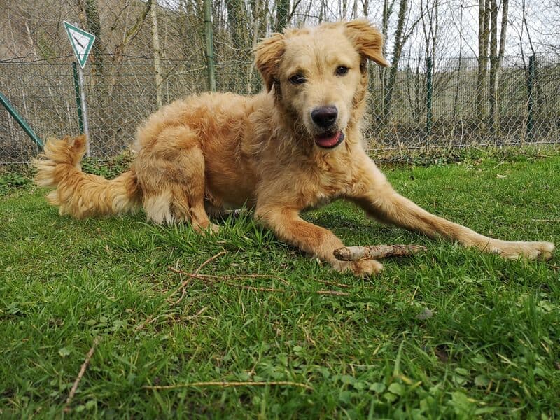 Balou - Labrador Retriever - Bild 1