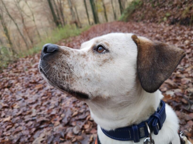 Polly - Labrador Retriever, Deutscher Boxer - Bild 2