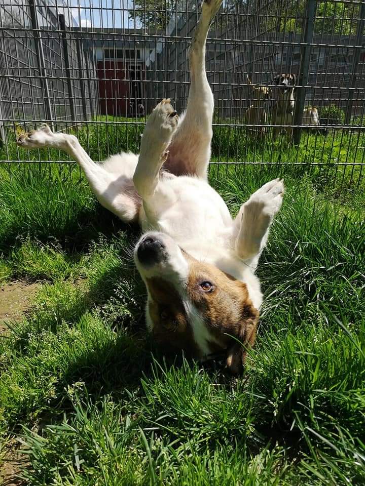 Jack - - Bild 2