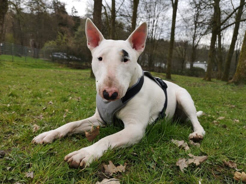 Rocky - - Bild 2