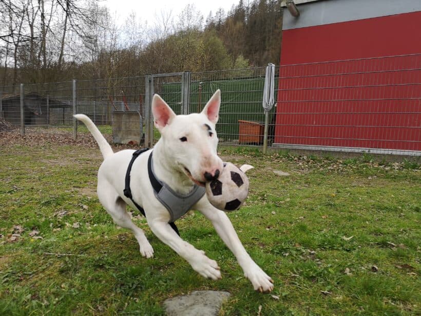 Rocky - - Bild 3