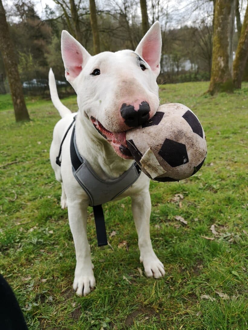 Rocky - - Bild 1