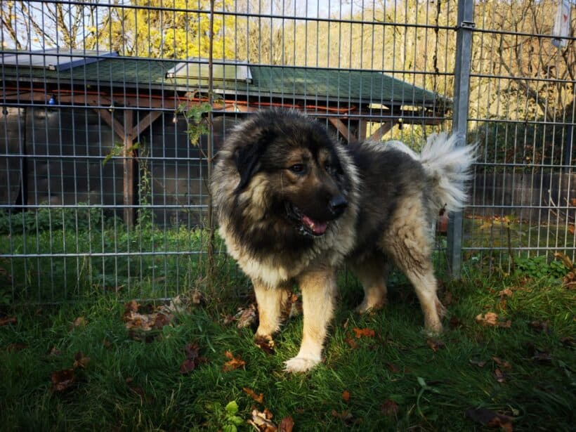 Kaukasischer Owtscharka-Mix Owen