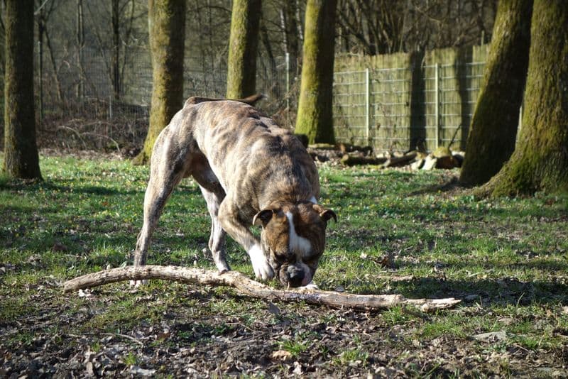 Odin - Englische Bulldogge - Bild 3
