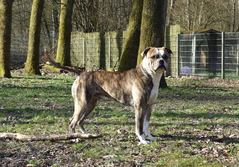 Odin - Englische Bulldogge - Bild 5