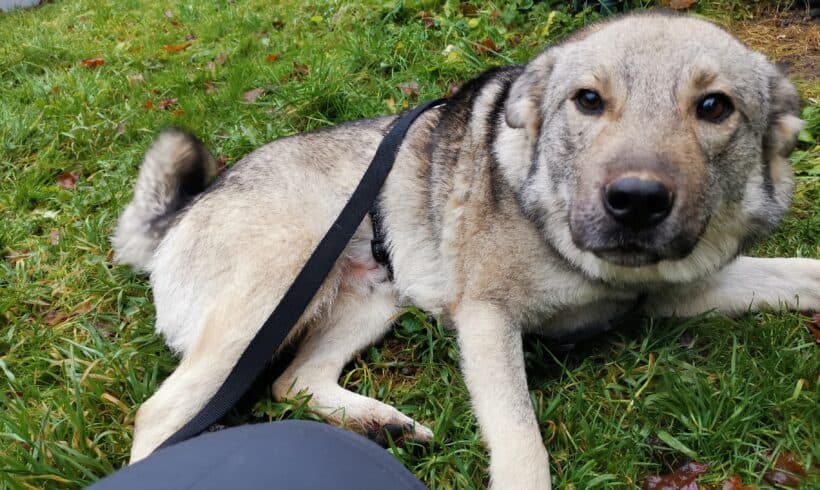 Sira - Chow-Chow - Bild 6