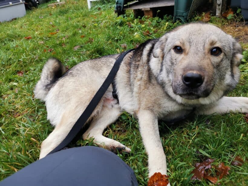 Sira - Chow-Chow - Bild 2