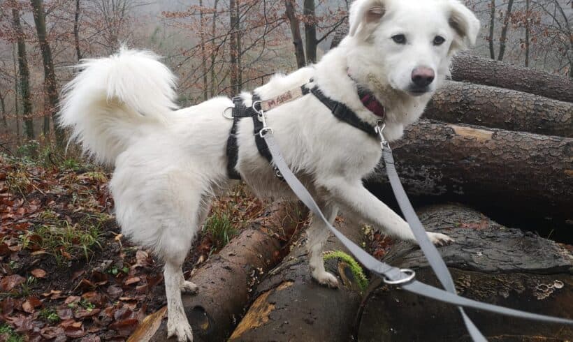 Mara - - Bild 4